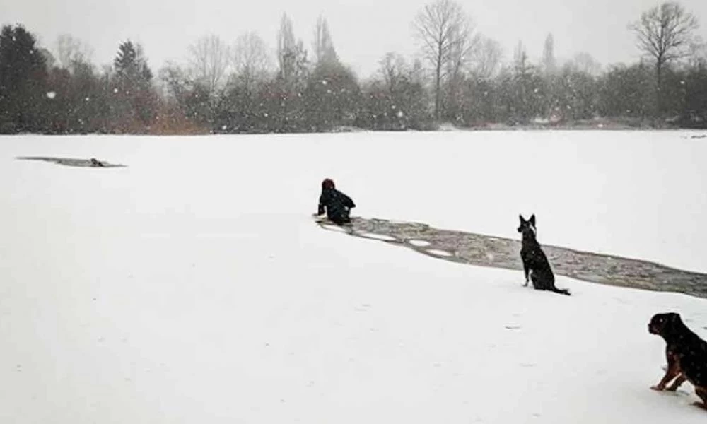 Σιβηρία: Σκυλίτσα βρέθηκε εγκλωβισμένη στους -54 βαθμούς
